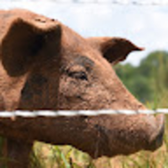 Meet your Posher, John - Picture 1 of 1